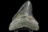 Fossil Megalodon Tooth - Georgia #138992-1